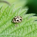 FOURTEEN SPOT LADYBIRD