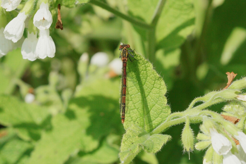 LARGE RED DAMSELFLY by markp