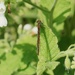 LARGE RED DAMSELFLY