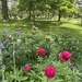 Lovely yard