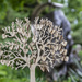 family tree