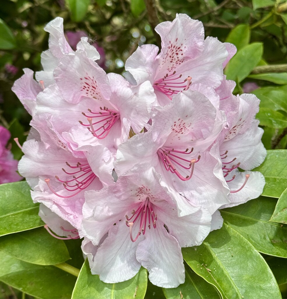 Rhododendron Flower by jeremyccc