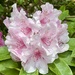 Rhododendron Flower