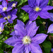 Clematis