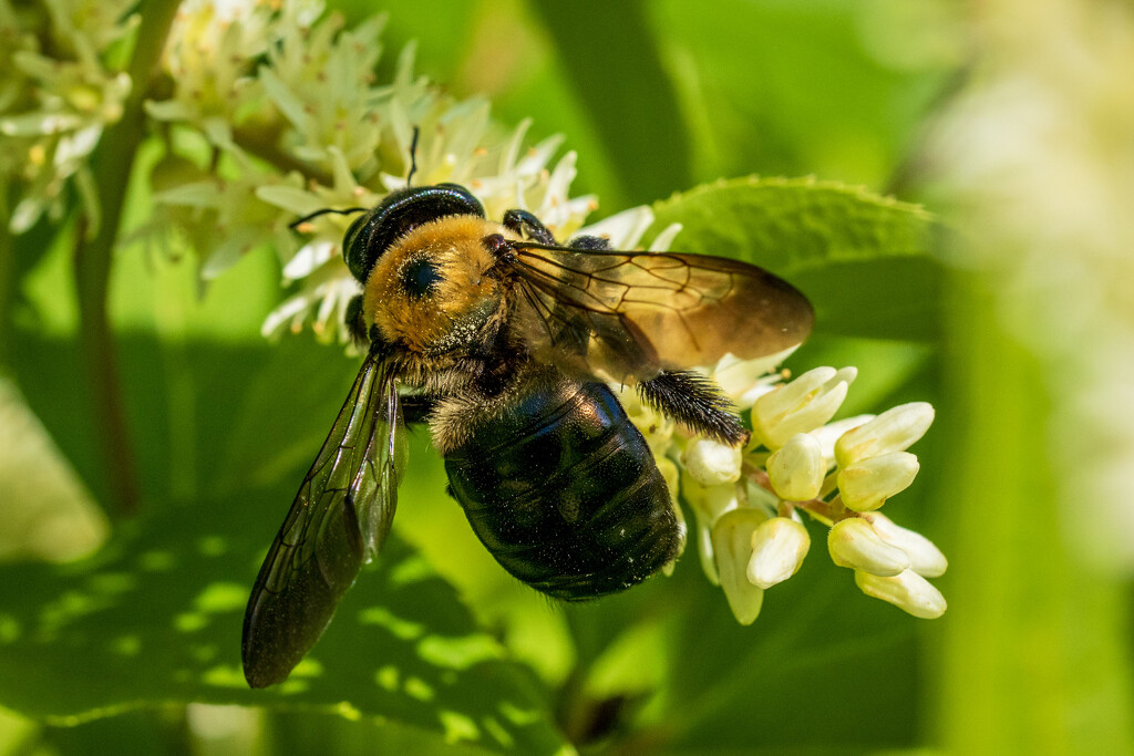 Eastern Carpenter Bee by kvphoto