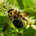 Eastern Carpenter Bee
