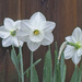 Daffodil Trio