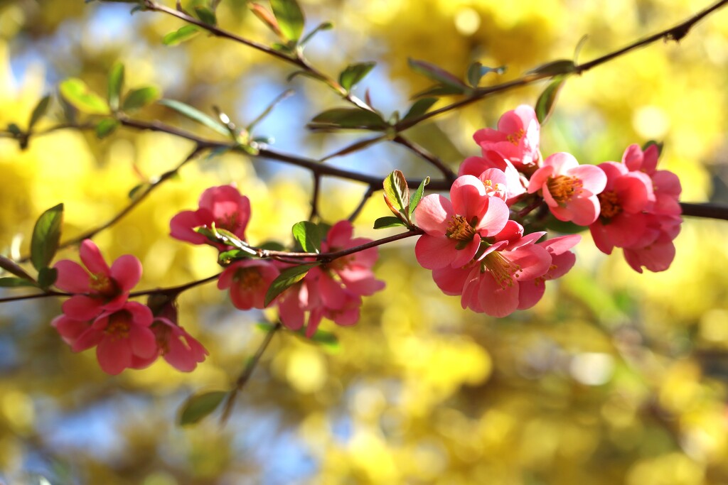 Flowering Quince by 365projectorgheatherb