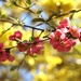 Flowering Quince