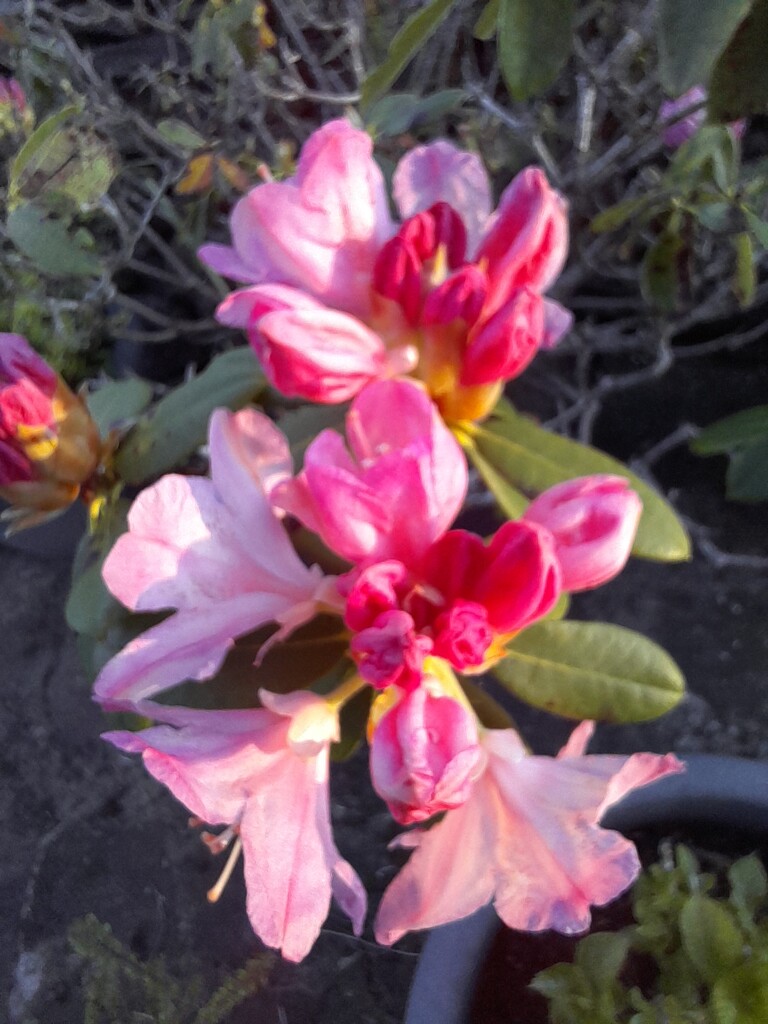 late sun on the rhododendron by anniesue
