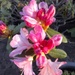 late sun on the rhododendron