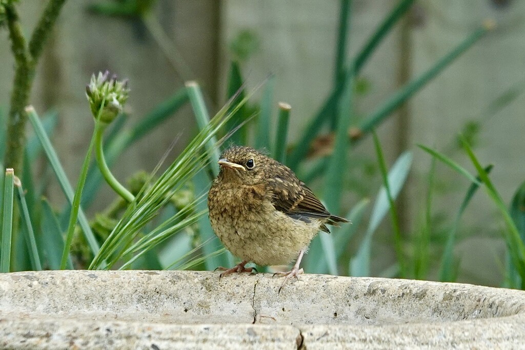 Baby Robin by carole_sandford
