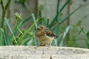 8th May 2025 - Baby Robin