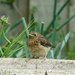 Baby Robin