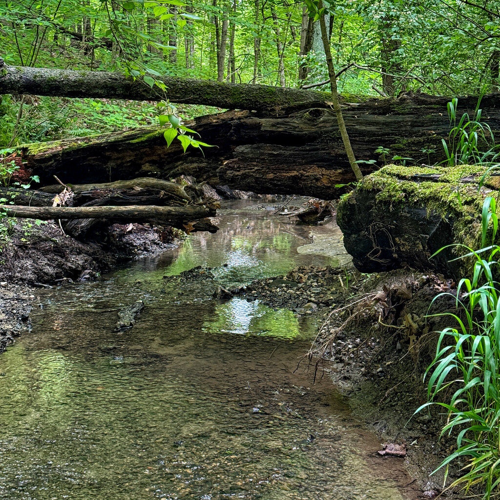 Quiet Stream by lsquared