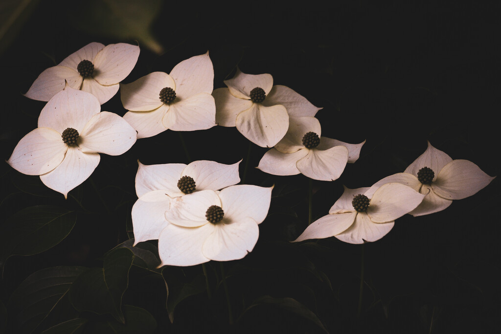 Dogwood flowers by librarymom