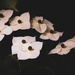 Dogwood flowers