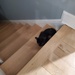Kitty hiding from the thunderstorm