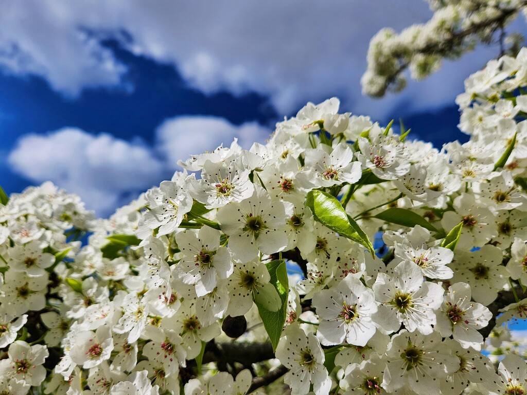 Callery Pear by ljmanning
