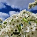 Callery Pear