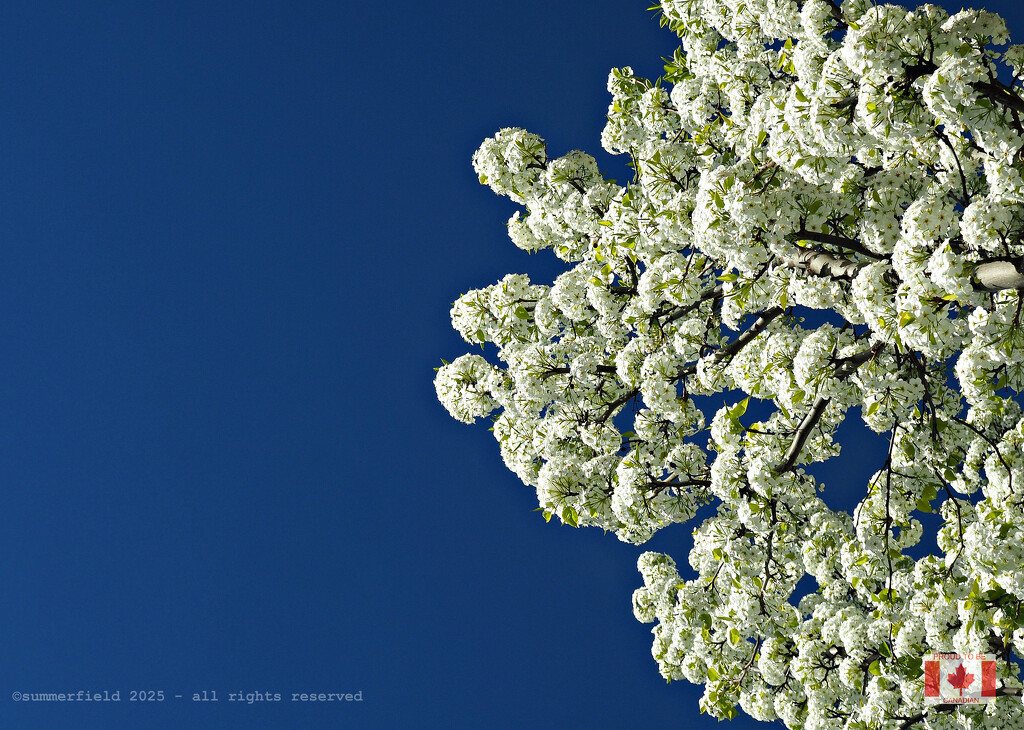 a cloudless sky by summerfield