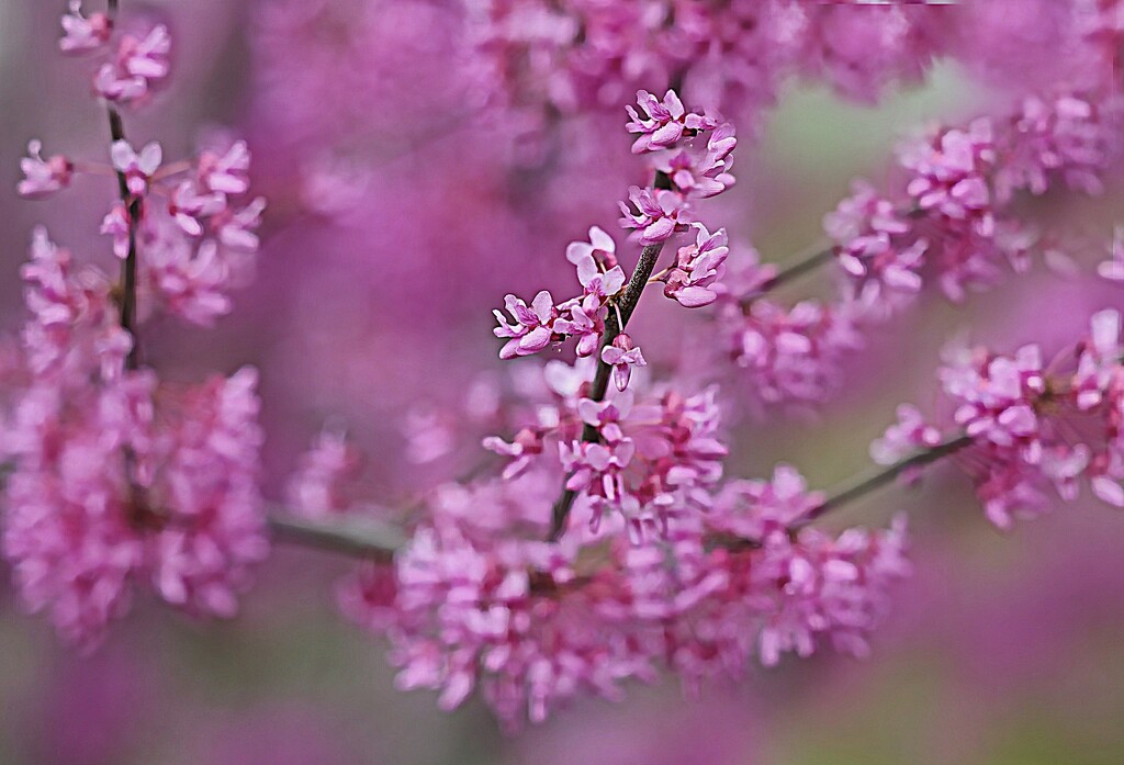 Redbud Tree by lynnz