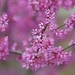 Redbud Tree by lynnz