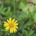 Yellow Flower