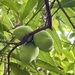 Mangos.
