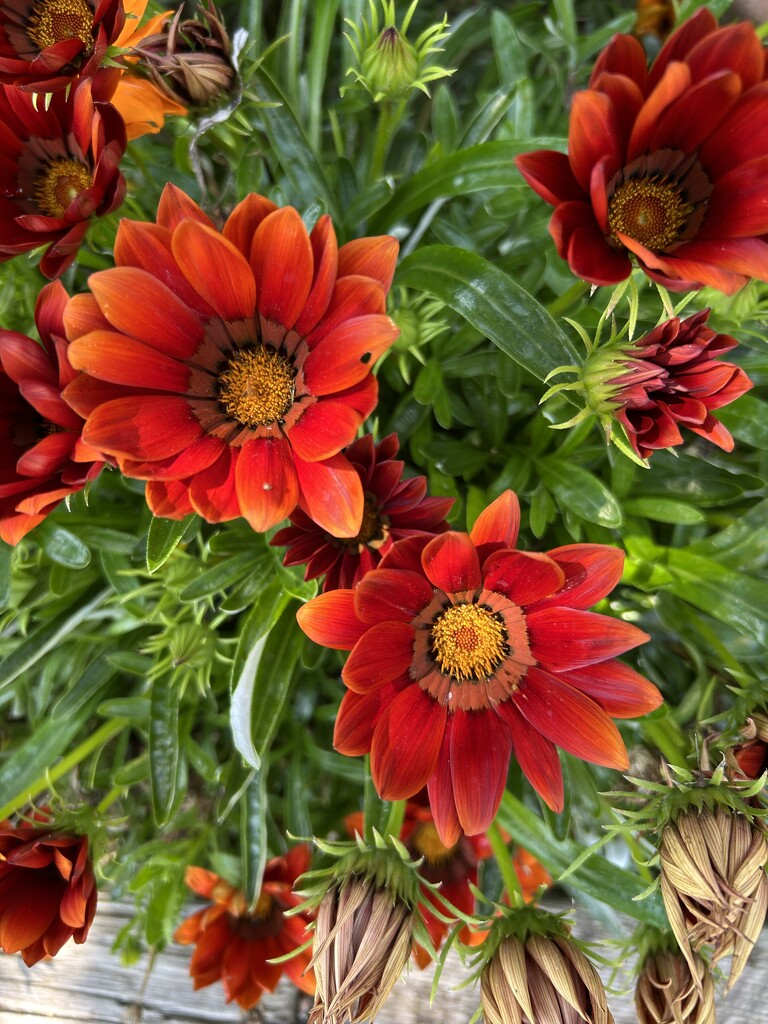 Gazania  by loweygrace