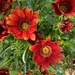Gazania 
