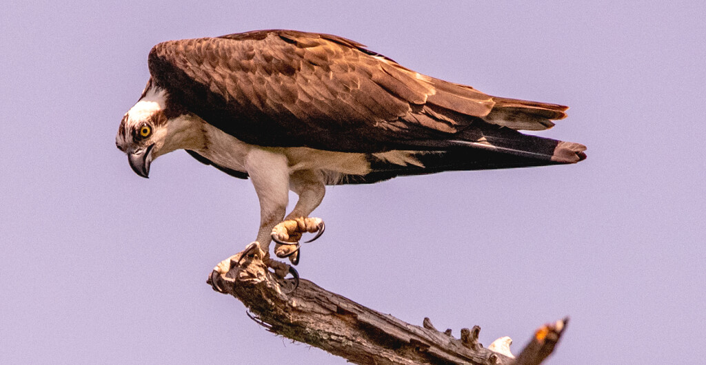 Hey Camera Guy, See These Claws! by rickster549