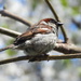 house sparrow by amyk