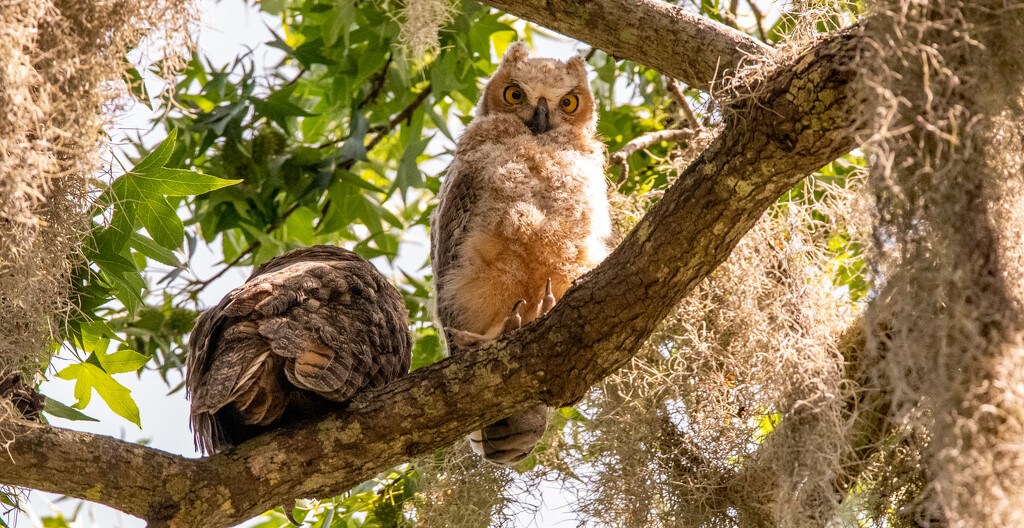 Hey, Mom's Not Looking at You Today! by rickster549