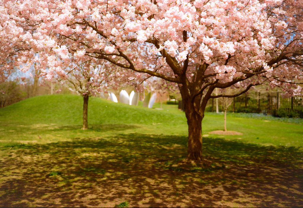 Cherry blossoms and Yoko Ono's Sky Landing by pictorialnarrative