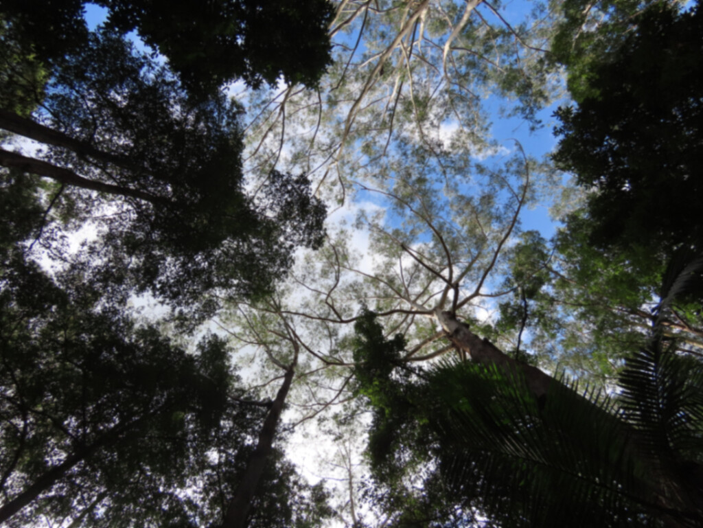 Looking Up ~ by happysnaps