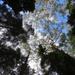 Looking Up ~
