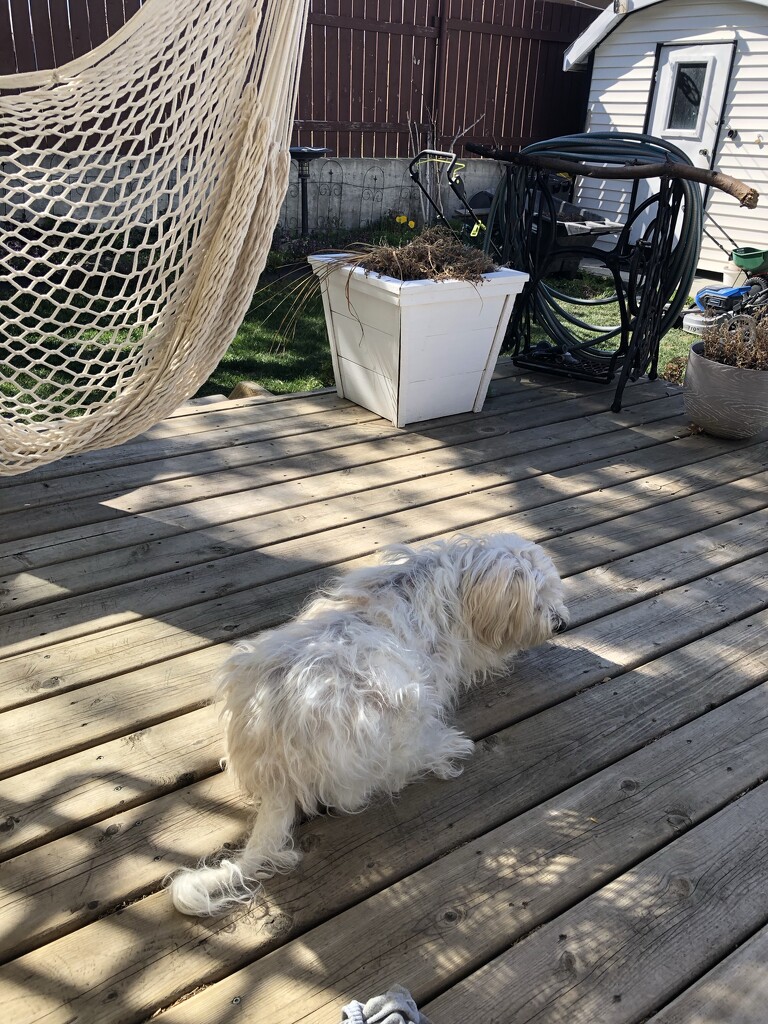 Resting on the Deck  by dailypix