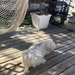 Resting on the Deck 
