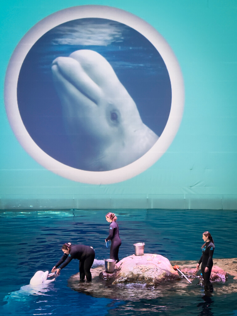 Beluga show by pictorialnarrative