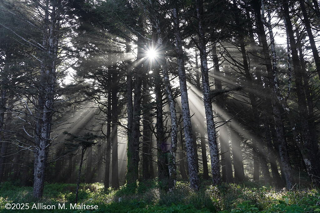 Morning Light  by falcon11
