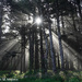 Morning Light 
