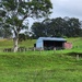 Abandoned cowshed