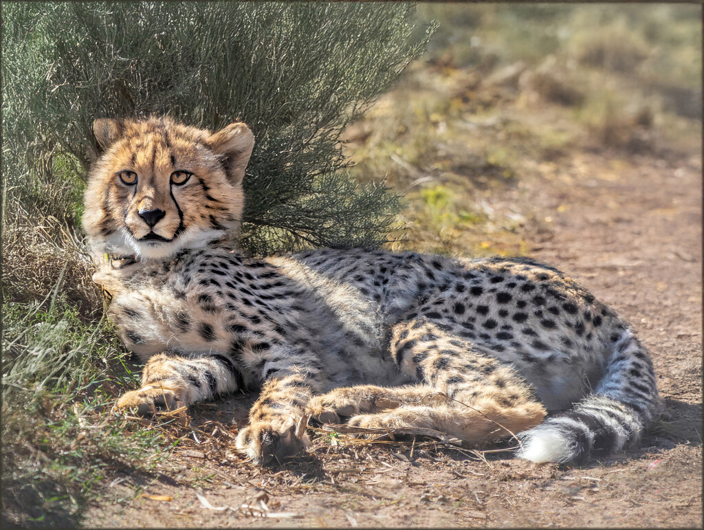 Lazy little cub by ludwigsdiana