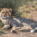 Lazy little cub