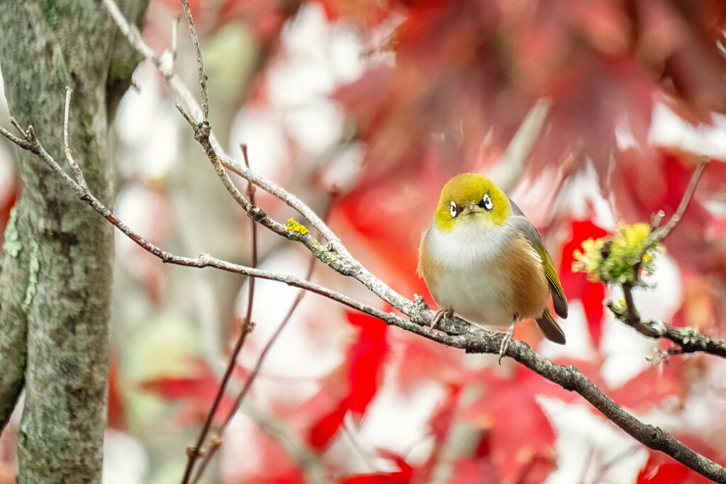 Little Cutie by helenw2