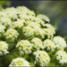 Queen Anne's Lace