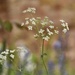 No Mow May