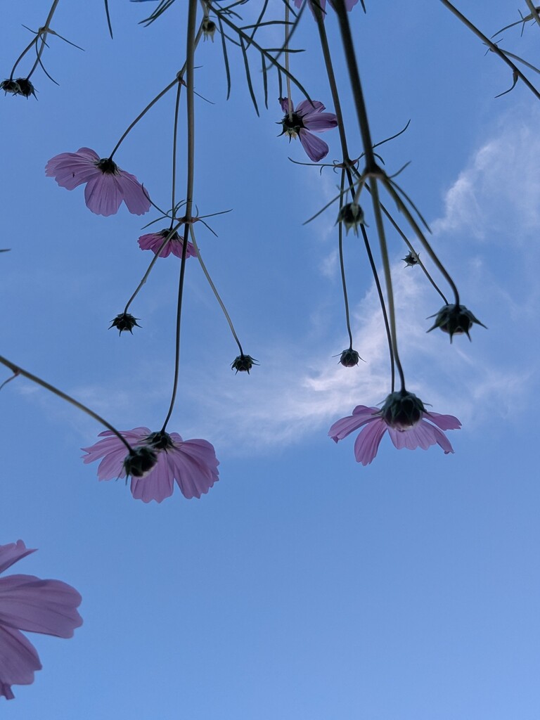 Cosmos Down Under  by elf