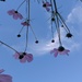 Cosmos Down Under 